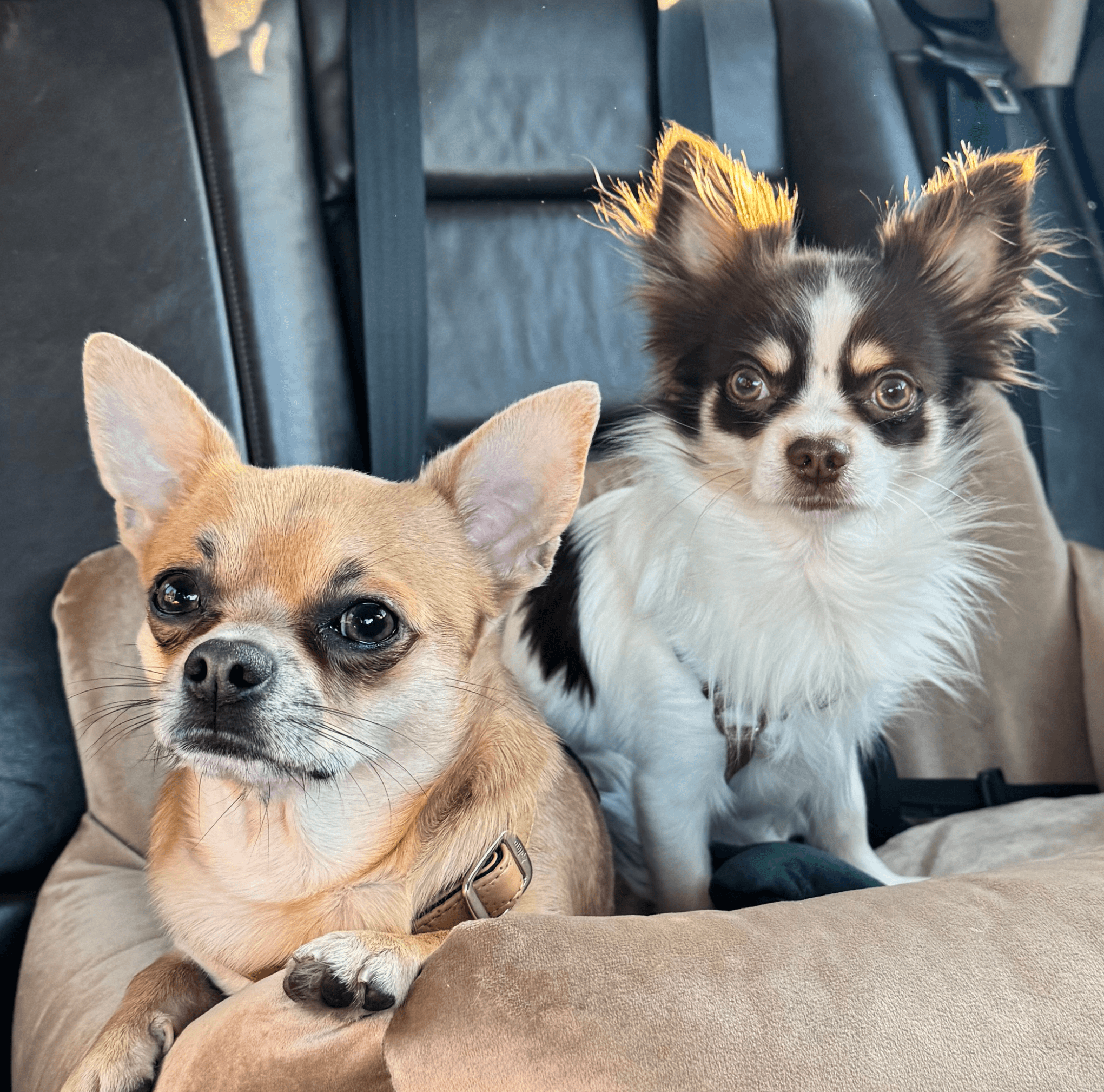 Chihuahua krótkowłosa czy długowłosa? Sprawdź, która będzie Twoim idealnym towarzyszem! 🐶💕 - Petto - Premium gear for your dog and cat. European made