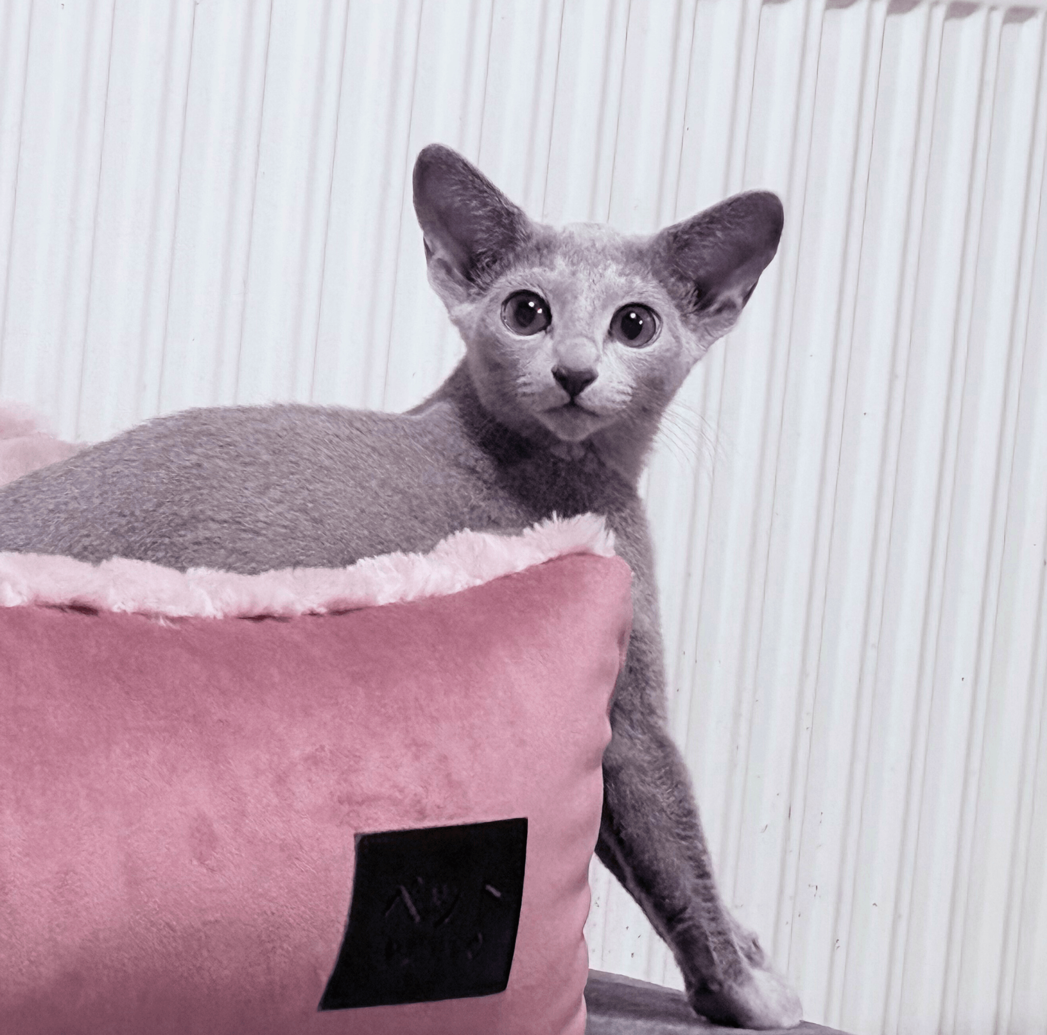 Russian Blue cat on a pink plush pet bed, cozy home decor for cats.