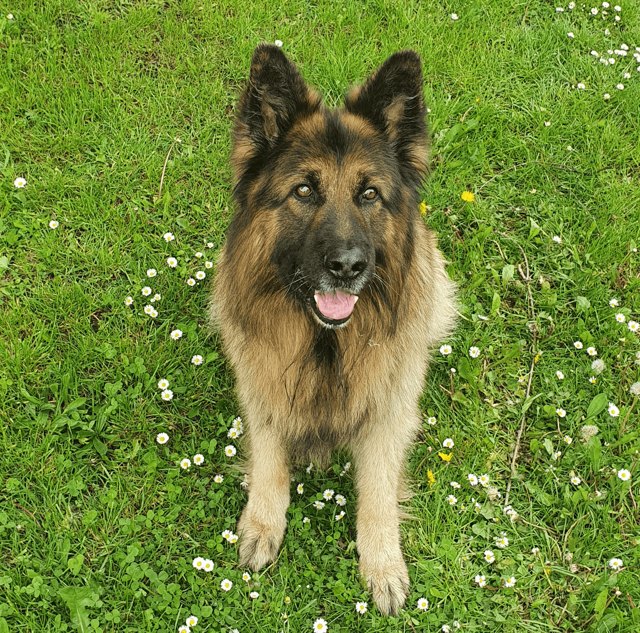 Owczarek niemiecki – wszechstronny strażnik i oddany przyjaciel - Petto - Premium gear for your dog and cat. European made