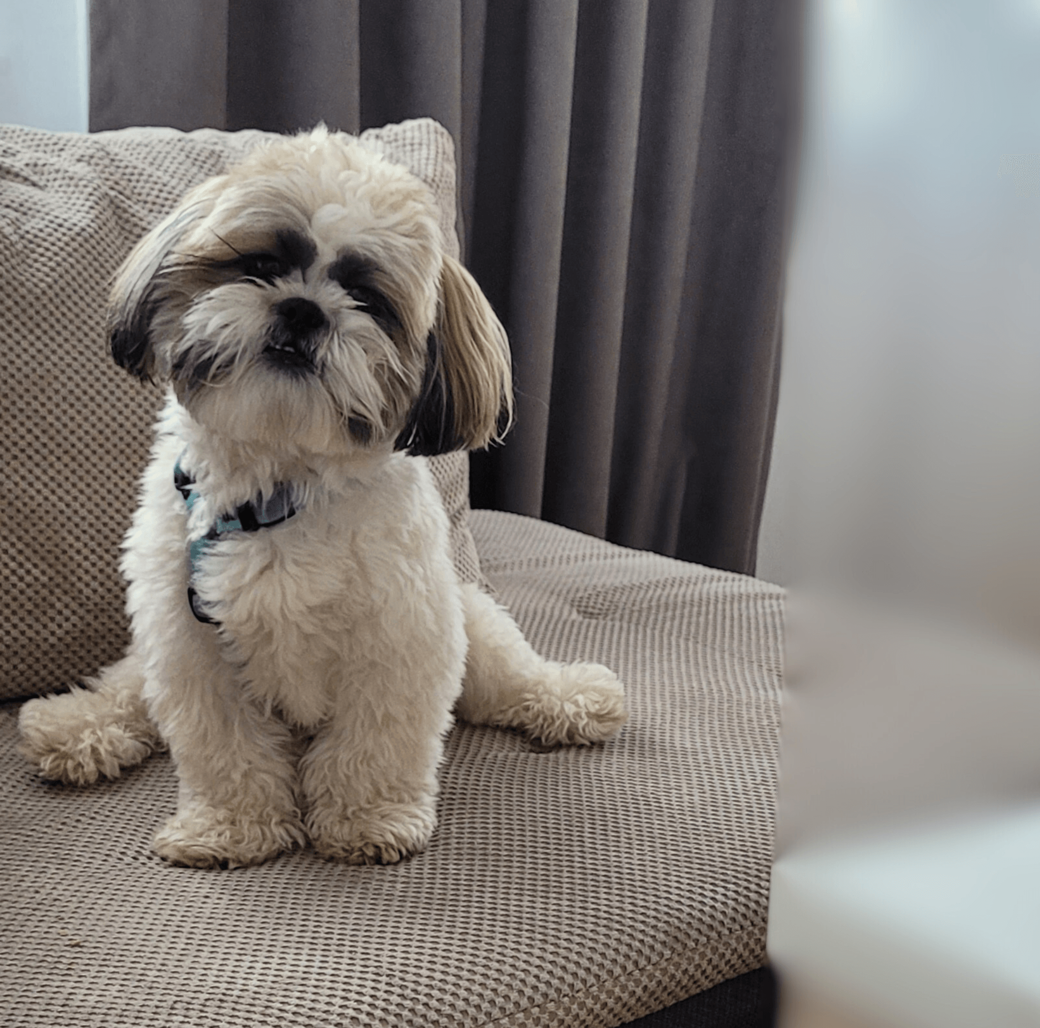 Shih Tzu
