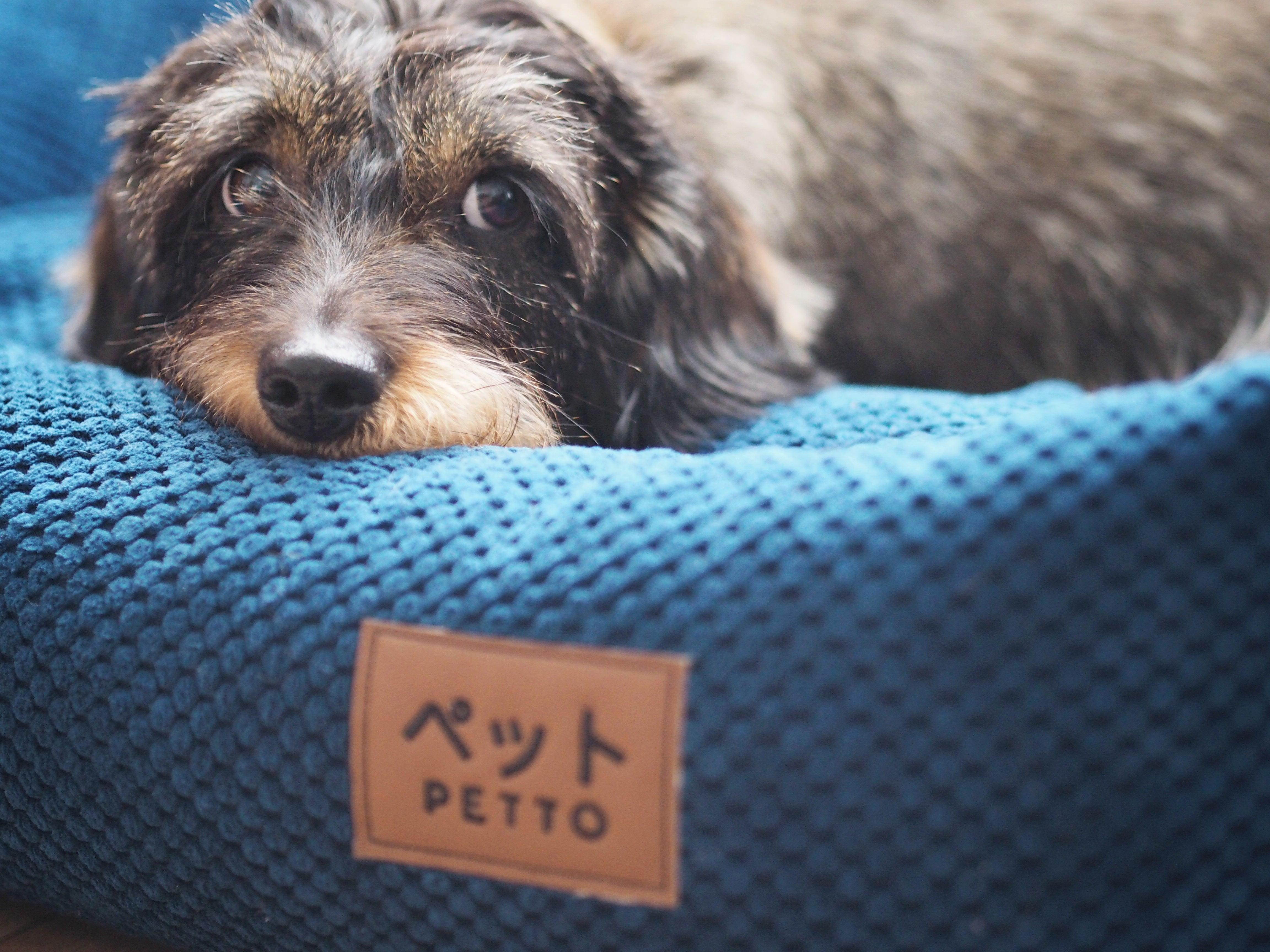 PETTO Osaka legowisko dla psów granatowe - Petto - Premium gear for your dog and cat. European made