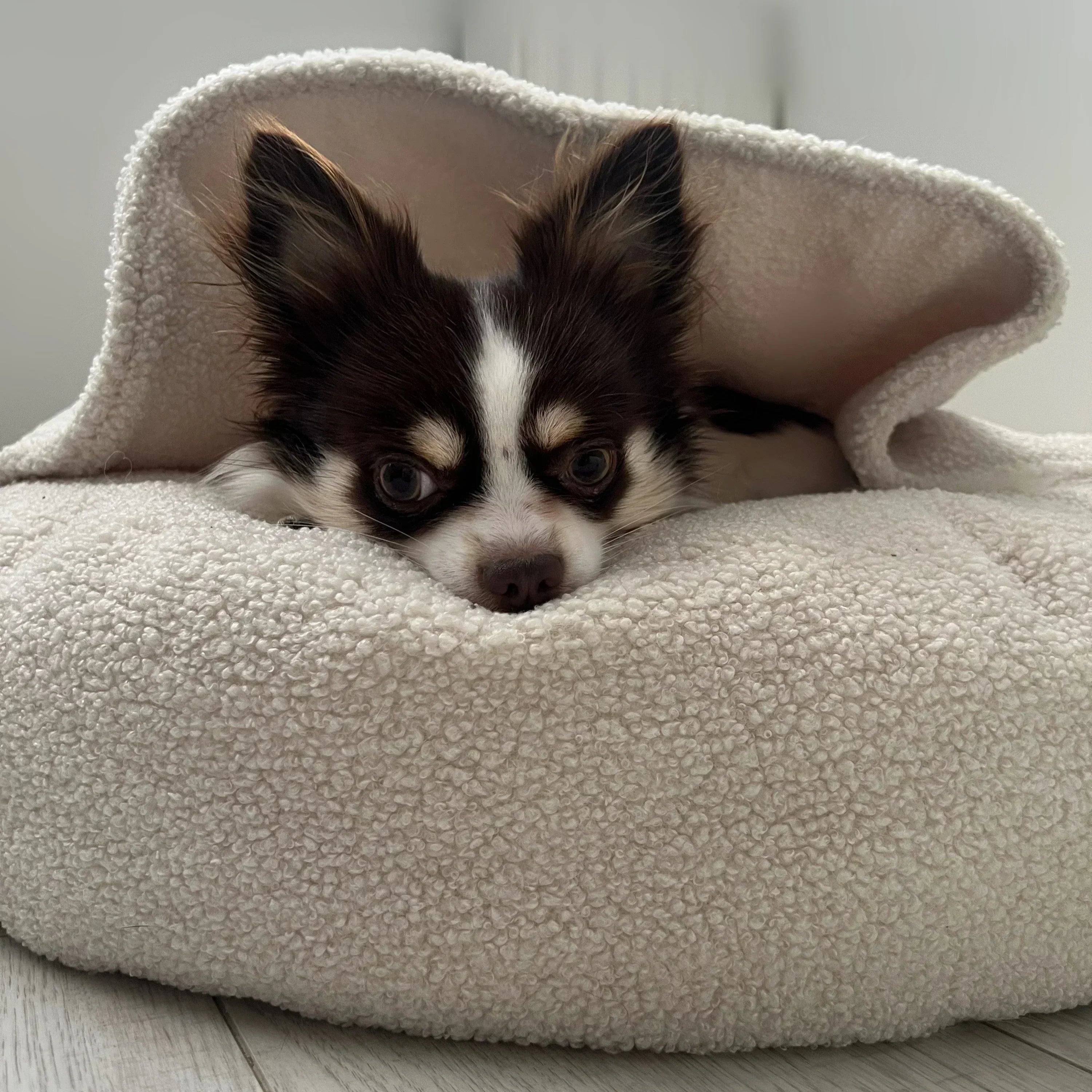 Small dog resting on cozy fleece dog bed with soft blanket in a bright room