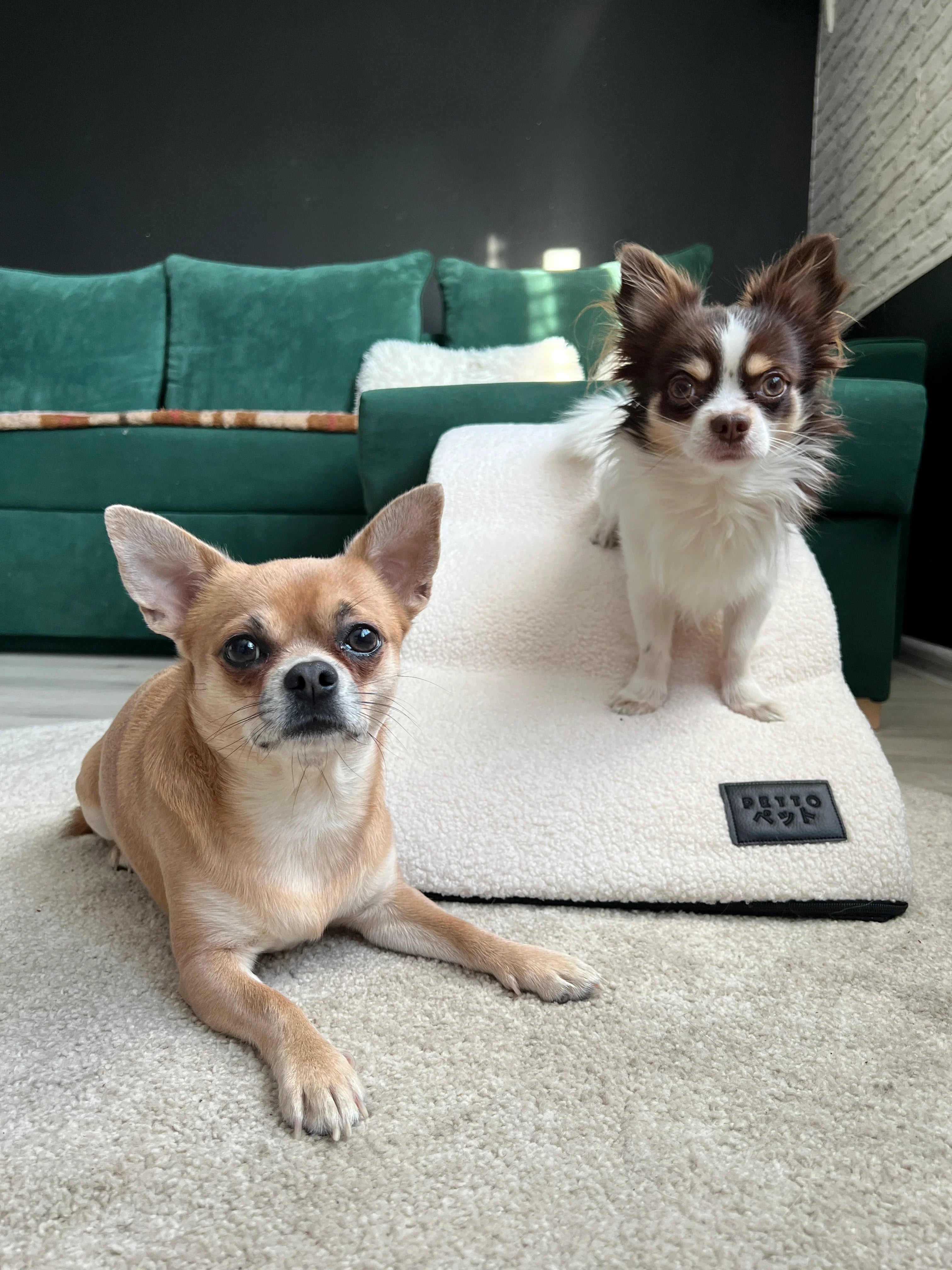 Two small dogs on a cozy dog ramp in a modern living room with a green sofa.