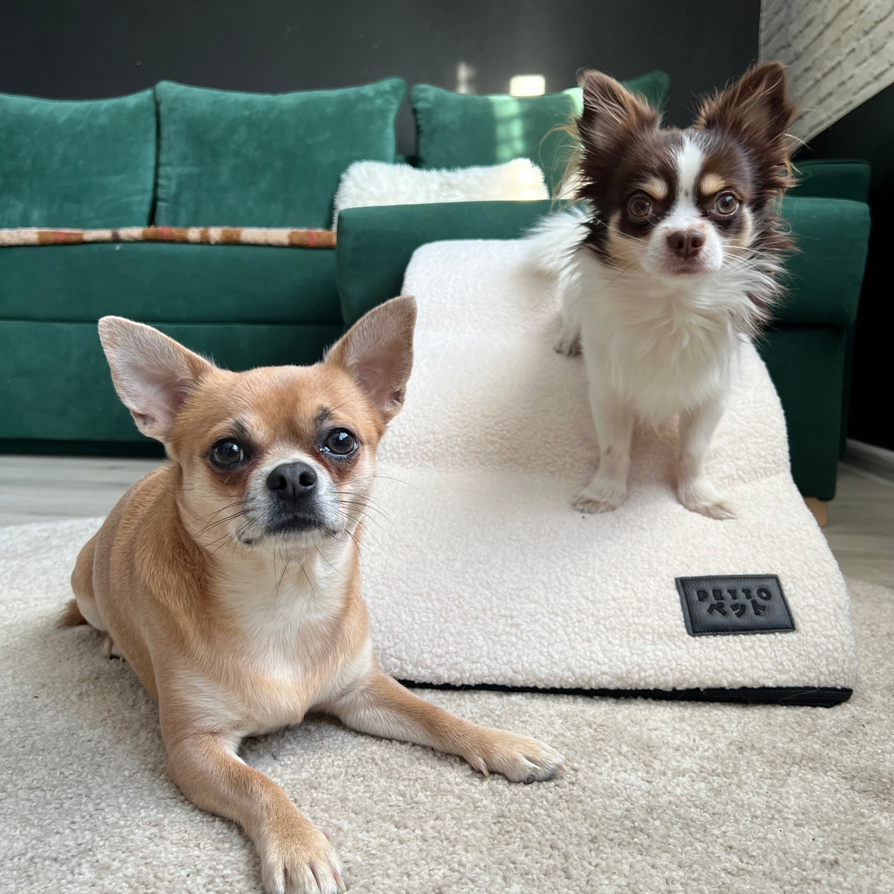 Two small dogs on a cozy pet ramp in a living room with a green sofa, luxury pet accessories