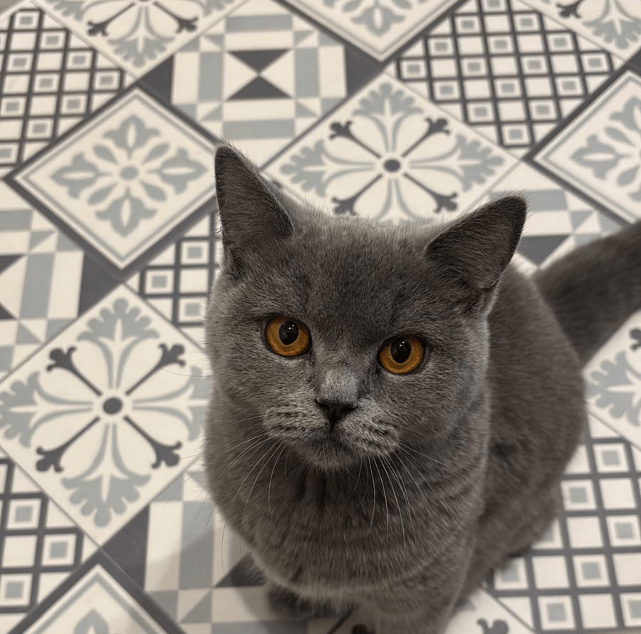 British Shorthair gray cat with orange eyes sitting on patterned tile floor