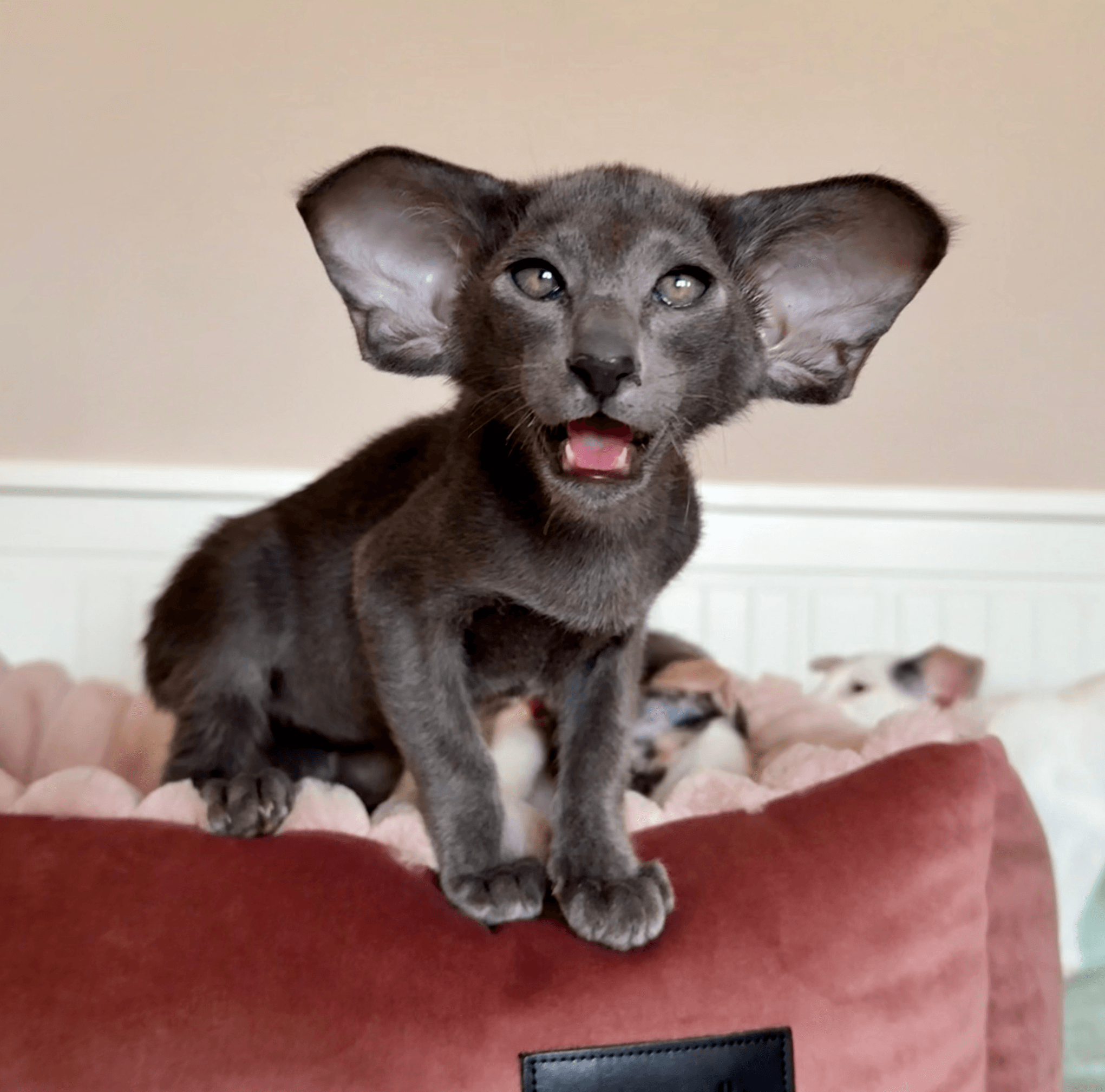 Oriental cat with large ears on a plush pet bed, luxury cat accessory in home setting