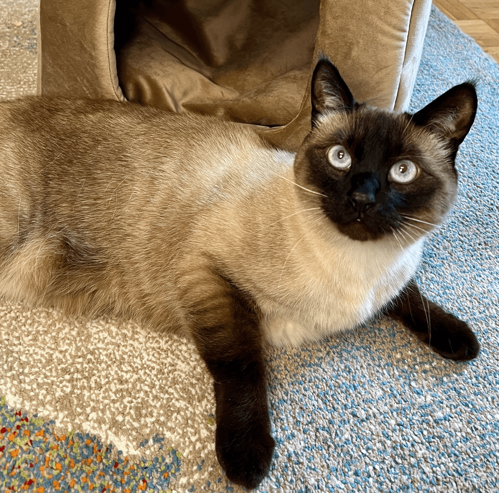 Siamese cat with blue eyes lying on a carpet beside a soft pet bed
